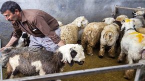 قیمت جدید دام زنده امروز  پنجشنبه ۱۷ آبان ۱۴۰۳