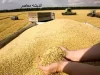 تدابیر خاص  دولت برای مطالبات گندم‌کاران/ بانک تنظیم نقدینگی کارگران و بازنشستگان واگذار می‌شود