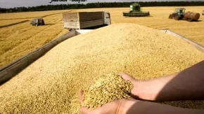 تدابیر خاص  دولت برای مطالبات گندم‌کاران/ بانک تنظیم نقدینگی کارگران و بازنشستگان واگذار می‌شود