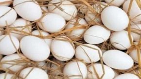 تخم مرغ و آلزایمر: ارتباط مصرف با ریسک ابتلا چه می‌گوید؟ / هشدار علمی درباره تخم مرغ و بیماری آلزایمر؛ واقعیت یا شایعه؟