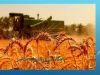 خبر خوش برای گندم‌کاران امشب 22 مرداد 1404 | پرداخت میلیاردی آغاز شد+  مابقی مطالبات در راه است