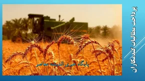 خبر خوش برای گندم‌کاران امشب 22 مرداد 1404 | پرداخت میلیاردی آغاز شد+  مابقی مطالبات در راه است