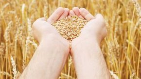 طلای سبز روی موج خبر/ شوک جدید برای گندمکاران ایران!
