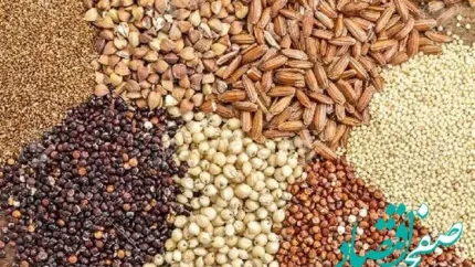 ۵۰۰ تن نهاده دامی احتکار شده در دزفول کشف شد