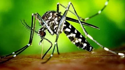 هزار مورد ابتلا به تب دنگی در جنوب سیستان و بلوچستان؛ زنگ خطر برای گسترش بیماری در سواحل مکران