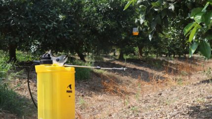 مگس مدیترانه ای به جان باغ های شمال افتاد؛ بخش بزرگی از سموم کشاورزی برای مهار این آفت مصرف می شود / بحران مگس مدیترانه ای در شمال جدی شد؛ ۴۵ درصد سموم کشاورزی منطقه برای مقابله با این آفت هزینه می شود