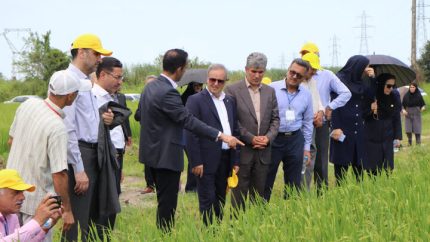 رونمایی از ۲ رقم جدید برنج «تی‌تی» و «کویر» در گیلان؛ گام تازه برای افزایش تولید برنج / دو رقم جدید برنج «تی‌تی» و «کویر» در گیلان معرفی شدند؛ تحول در کشت ارقام بومی / رونمایی از ارقام جدید برنج «تی‌تی» و «کویر»؛ دستاورد تازه پژوهشگران کشاورزی در گیلان