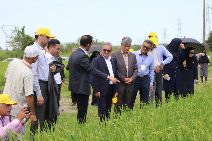 رونمایی از ۲ رقم جدید برنج «تی‌تی» و «کویر» در گیلان؛ گام تازه برای افزایش تولید برنج / دو رقم جدید برنج «تی‌تی» و «کویر» در گیلان معرفی شدند؛ تحول در کشت ارقام بومی / رونمایی از ارقام جدید برنج «تی‌تی» و «کویر»؛ دستاورد تازه پژوهشگران کشاورزی در گیلان