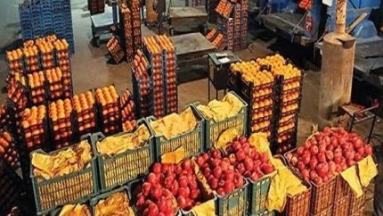 بازار میوه امروز جمعه ۹ مرداد ۱۴۰۵ | کاهش قیمت هلو، زردآلو، شلیل، سیب و گیلاس در میادین میوه و تره‌بار تهران / جدیدترین نرخ‌ها اعلام شد؛ قیمت هلو از ۱۷۰ تا ۱۹۰ هزار تومان، گیلاس ۲۰۵ هزار تومان و سیب