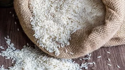 اخبار فوری بازار برنج | برنج خارجی در بازار ایران ارزان شد؛ کاهش قیمت انواع برنج هندی و پاکستانی در پی افزایش ۲۱ درصدی واردات / نرخ هر کیلو برنج پاکستانی به ۷۰ تا ۱۰۰ هزار تومان رسید؛ معاون وزیر جهاد: واردات تدریجی برای جلوگیری از آسیب به تولید داخل و افزایش قیمت‌ها ضروری است