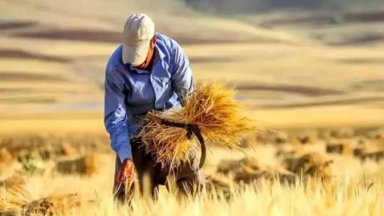 پرداخت ۴.۴ همت از مطالبات گندمکاران / رکورد خرید گندم در قزوین شکسته شد؛ پیش بینی ۲۱۵ هزار تن تا پایان فصل / خبر مهم برای گندمکاران قزوین؛ ۴۴ درصد مطالبات پرداخت شد + جزئیات