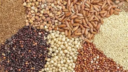 جدیدترین قیمت نهاده های دامی امروز ۲۷ مرداد؛ نرخ سبوس گندم و برنج اعلام شد + جدول کامل / قیمت روز سبوس گندم، برنج و نهاده های دامی؛ بازار کشاورزی در ۲۷ مرداد ۱۴۰۵ چه نرخی دارد؟