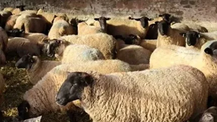 بازار دام و گوشت قرمز امروز ۱۴ مرداد | کاهش ۳۰ درصدی قیمت دام زنده؛ علت اصلی چه بود؟ / رئیس شورای تأمین دام: قیمت هر کیلو بره نر ۶۳۵ تا ۶۴۰ هزار تومان، گوساله ۵۰۰ تا ۵۱۰ هزار تومان / چرا گوشت در قصابی‌ها ارزان نشد؟