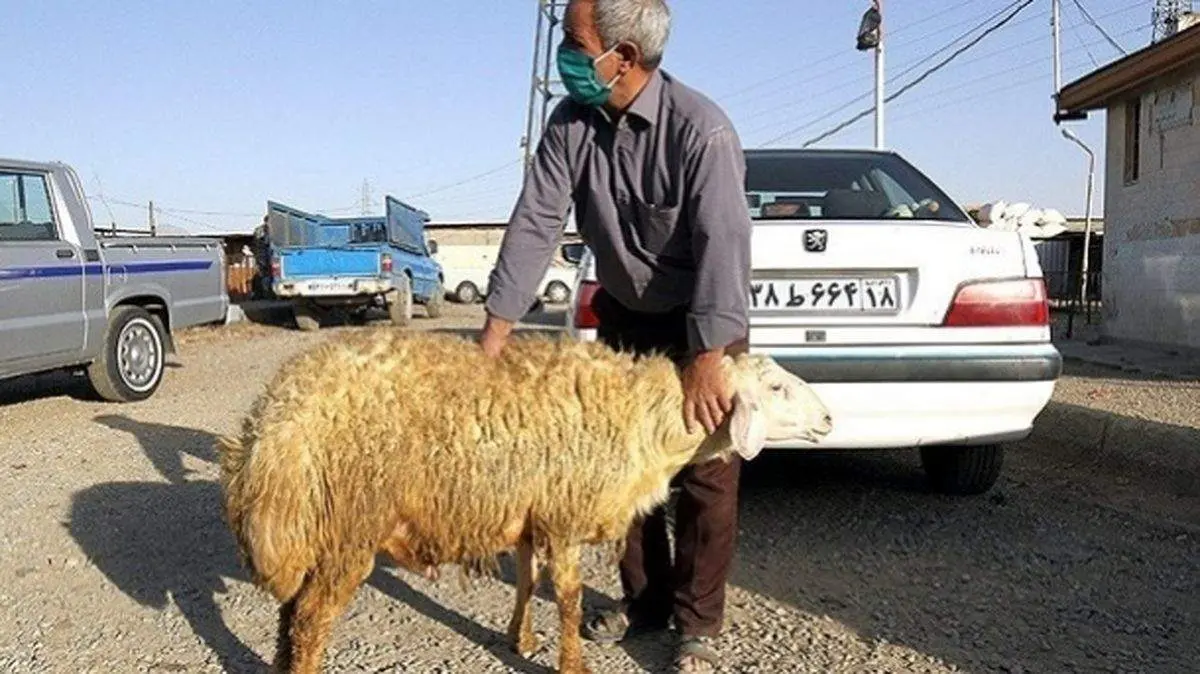 بازار دام زنده امروز ۹ مرداد ۱۴۰۵ | گوساله کیلویی ۵۳۰ هزار تومان شد؛ نوسان جزئی قیمت گوسفند و گوساله در استان‌ها / جدیدترین نرخ‌های دام زنده امروز ۹ مرداد؛ میانگین کشوری گوساله ۵۳۰ هزار تومان و گوسفند ۶۶۳ هزار تومان + جدول نرخ‌ های استانی