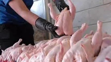 قیمت انواع مرغ امروز یکشنبه ۱۱ مرداد ۱۴۰۵ + جدول جدید مرغ کامل تا فیله و سینه