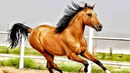 لیست ثبت نام اسبدوانی هفته سوم مشهد ۱۴۰۵ منتشر شد + دسترسی به سامانه asbdavani.app