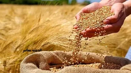 سویق گندم، یک ابرغذای فراموش‌شده؛ از تقویت استخوان‌ها تا افزایش انرژی و چاقی سالم