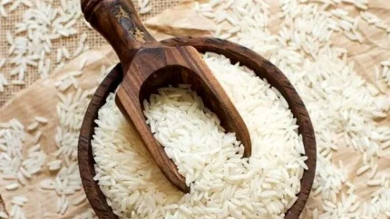 قیمت برنج کیفی در استان های شمالی به ۴۰۰ هزار تومان رسید | پیش بینی تولید بیش از ۲ میلیون تن برنج در سال ۱۴۰۵ / هزینه تولید چند برابر شده و بارش های زودرس، کشت دوم و رتون را تهدید می کند