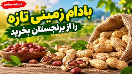 بهترین بادام زمینی آستانه اشرفیه؛ بادام تازه و خوش طعم را از برنجستان بخرید/شماره تماس و ثبت سفارش: 09397021056