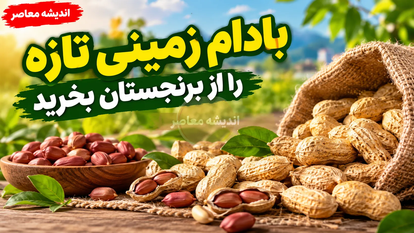 بهترین بادام زمینی آستانه اشرفیه؛ بادام تازه و خوش طعم را از برنجستان بخرید/شماره تماس و ثبت سفارش: 09397021056