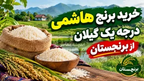 خرید برنج هاشمی درجه یک گیلان؛ برنج اصیل شمال را از فروشگاه معتبر برنجستان بخرید/ لینک خرید بهترین برنج ایرانی berenjestan.com
